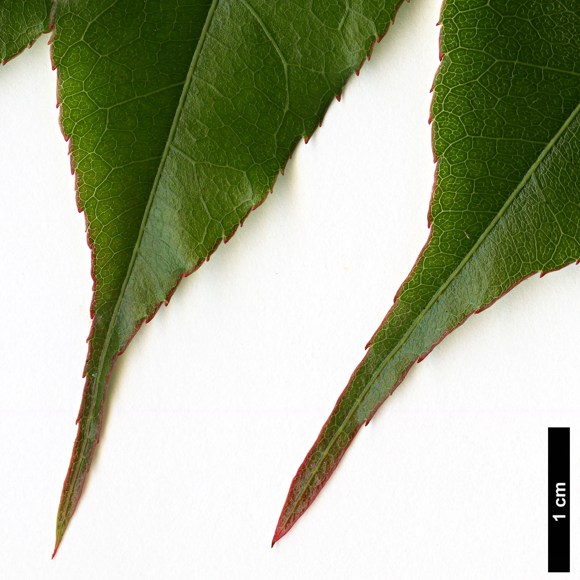 High resolution image: Family: Sapindaceae - Genus: Acer - Taxon: laevigatum - SpeciesSub: var. salweenense